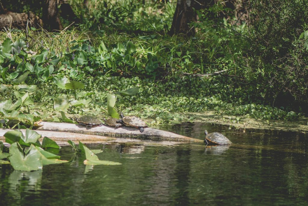 turtles on a log