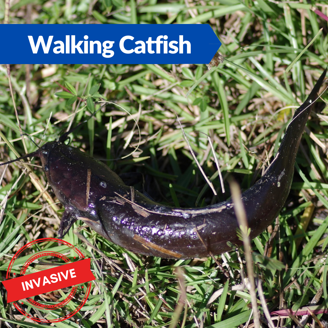 A walking catfish travelling on grass.
