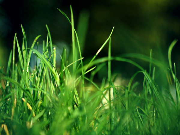 Close-up view of a patch of green grass.