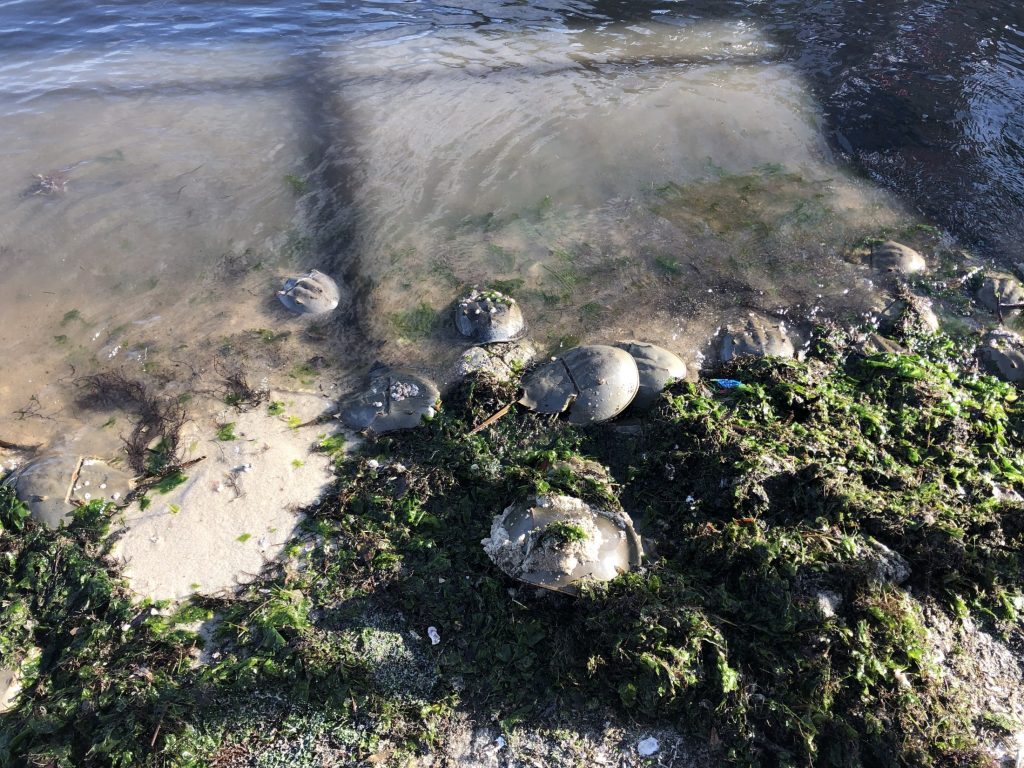 horseshoe crabs along shoreline in cedar key