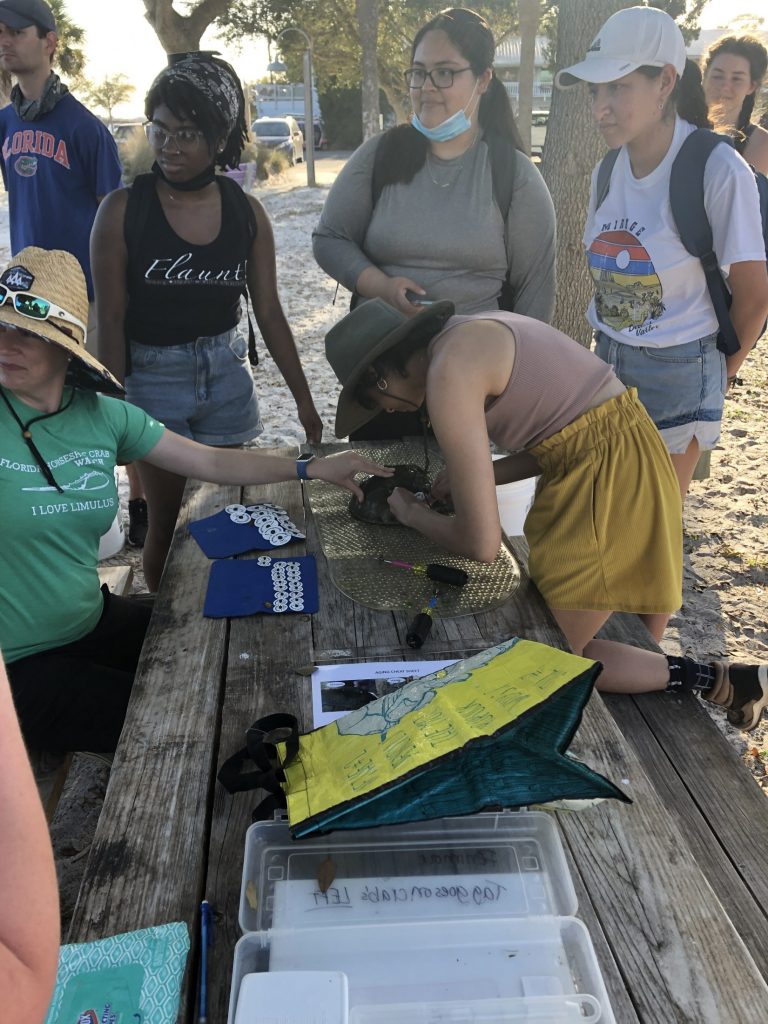 sarisha tagging horseshoe crab