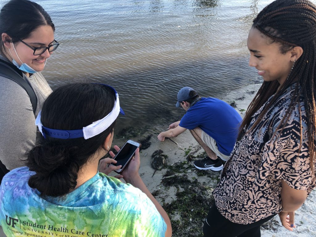 TESI ELFs releasing horseshoe crab