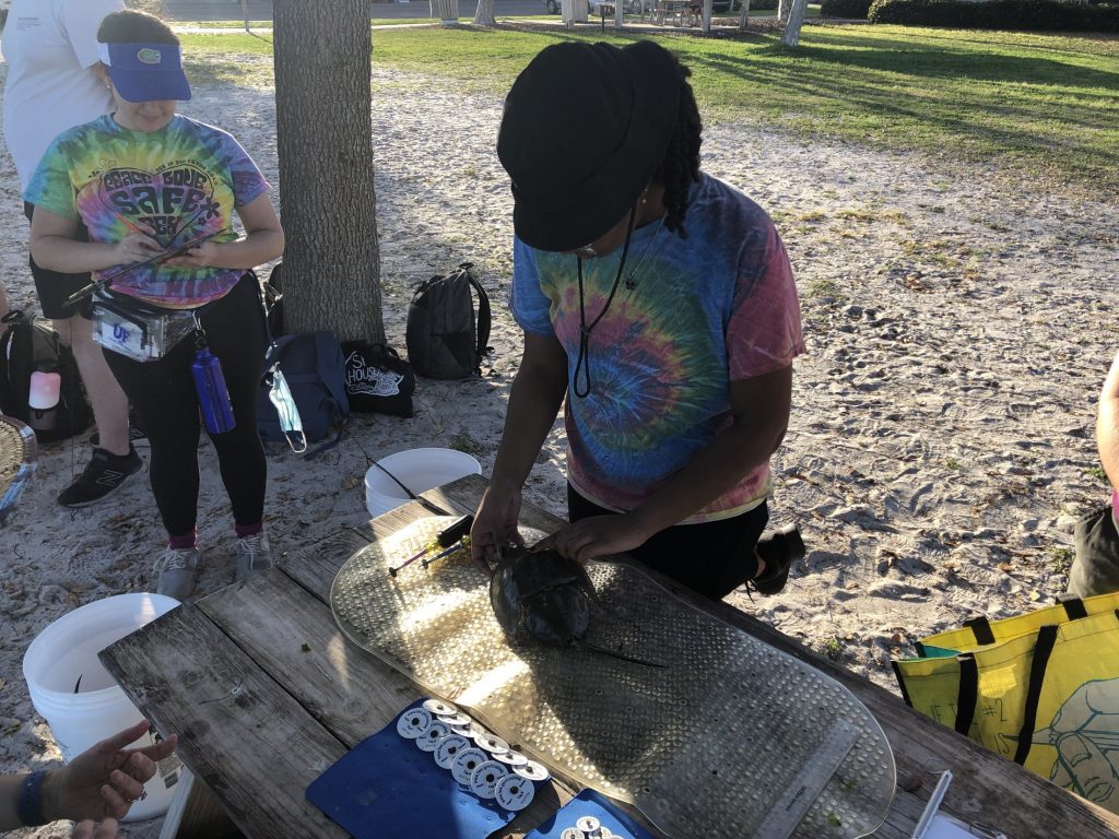 colleen tagging horseshoe crab