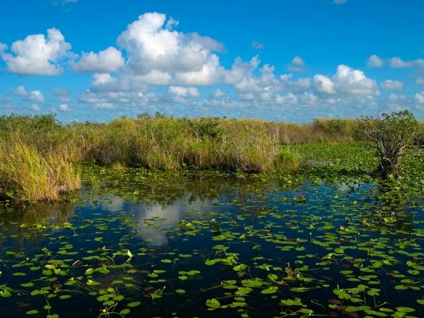 Everglades Anhinga Trail Pond