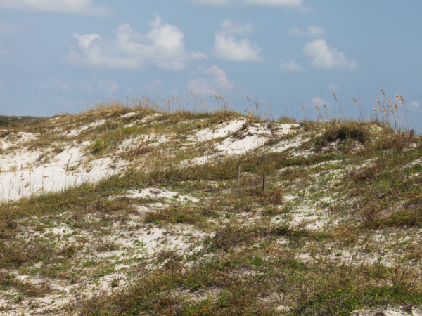 Sand dune in Florida