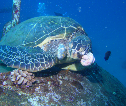 green sea turtle tumor