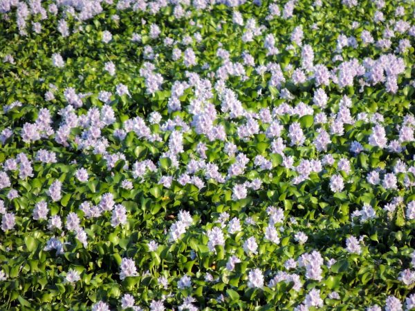 Water hyacinth