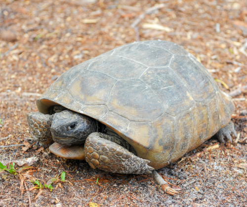 gopher tortoise