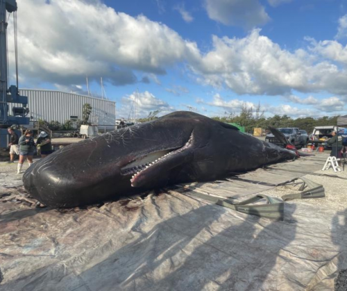 Sperm whale stranded off Florida Keys