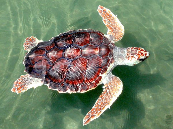 Loggerhead Sea Turtle