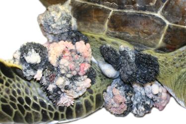 sea turtle with fibropapillomatosis tumors