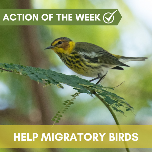 Help Migratory Birds
