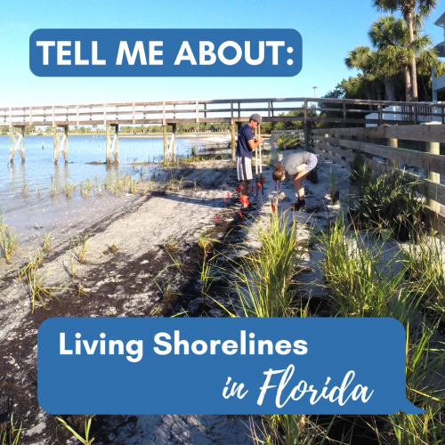 Living Shorelines in Florida