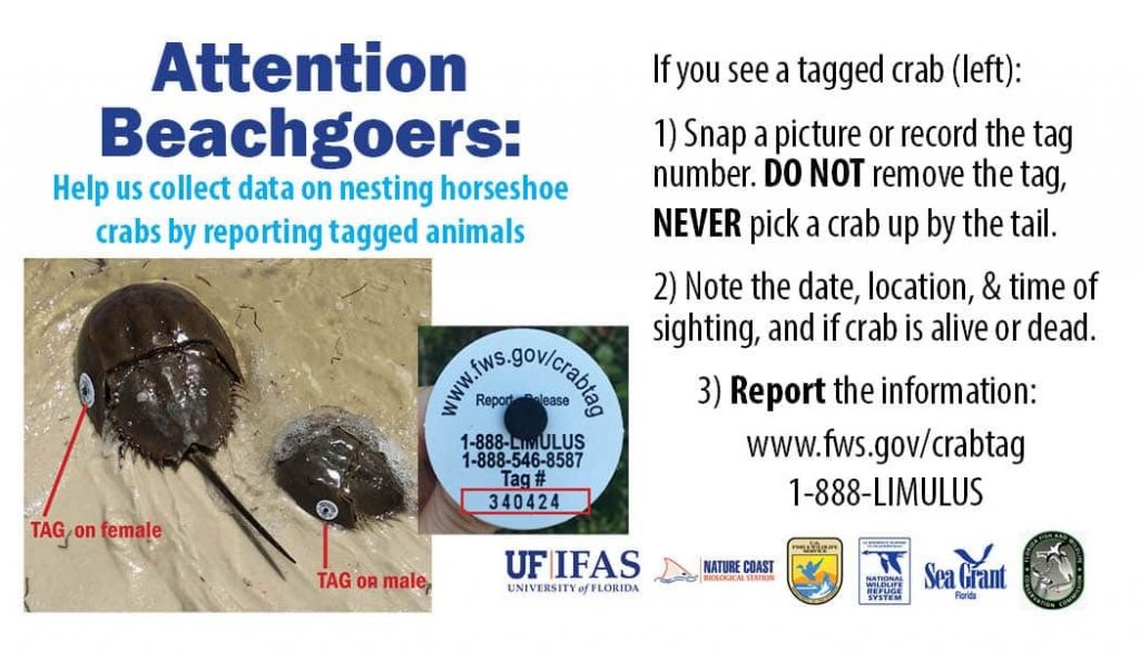 Florida Horseshoe Crab Watch Volunteer Program Thompson Earth Systems