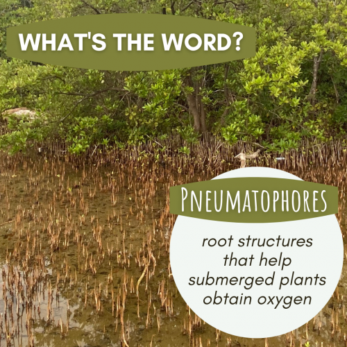 What's the Word: Pneumatophores 