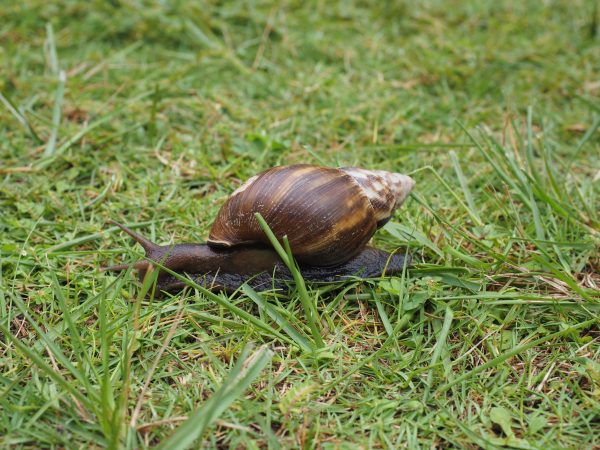 giant African land snail