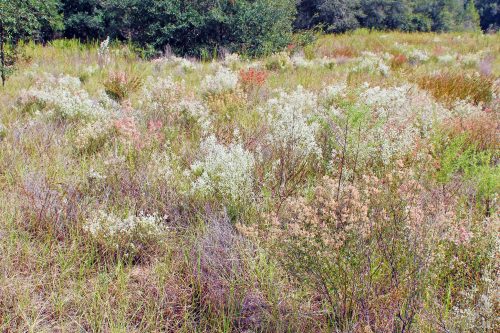 bushy wildflowers