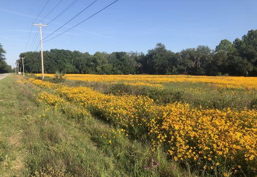 wildflower road