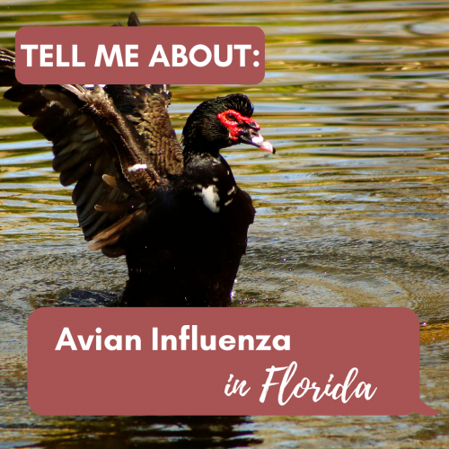 avian influenza 