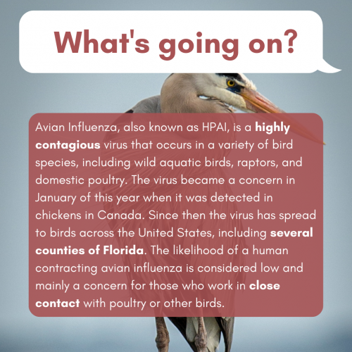Avian influenza