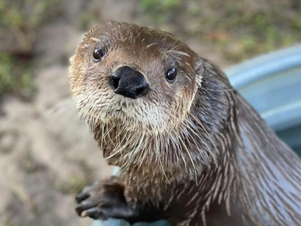 River otter looking at the camera.