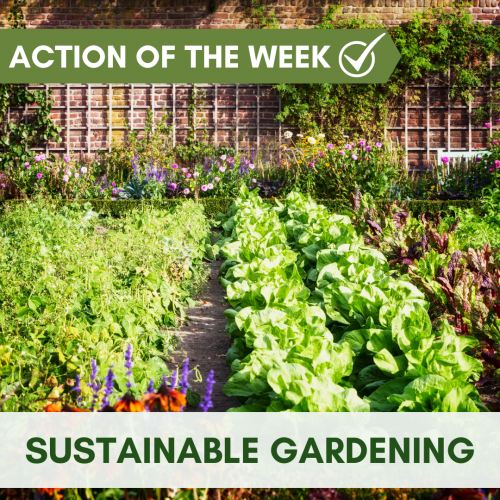 Action of the Week: Sustainable Gardening