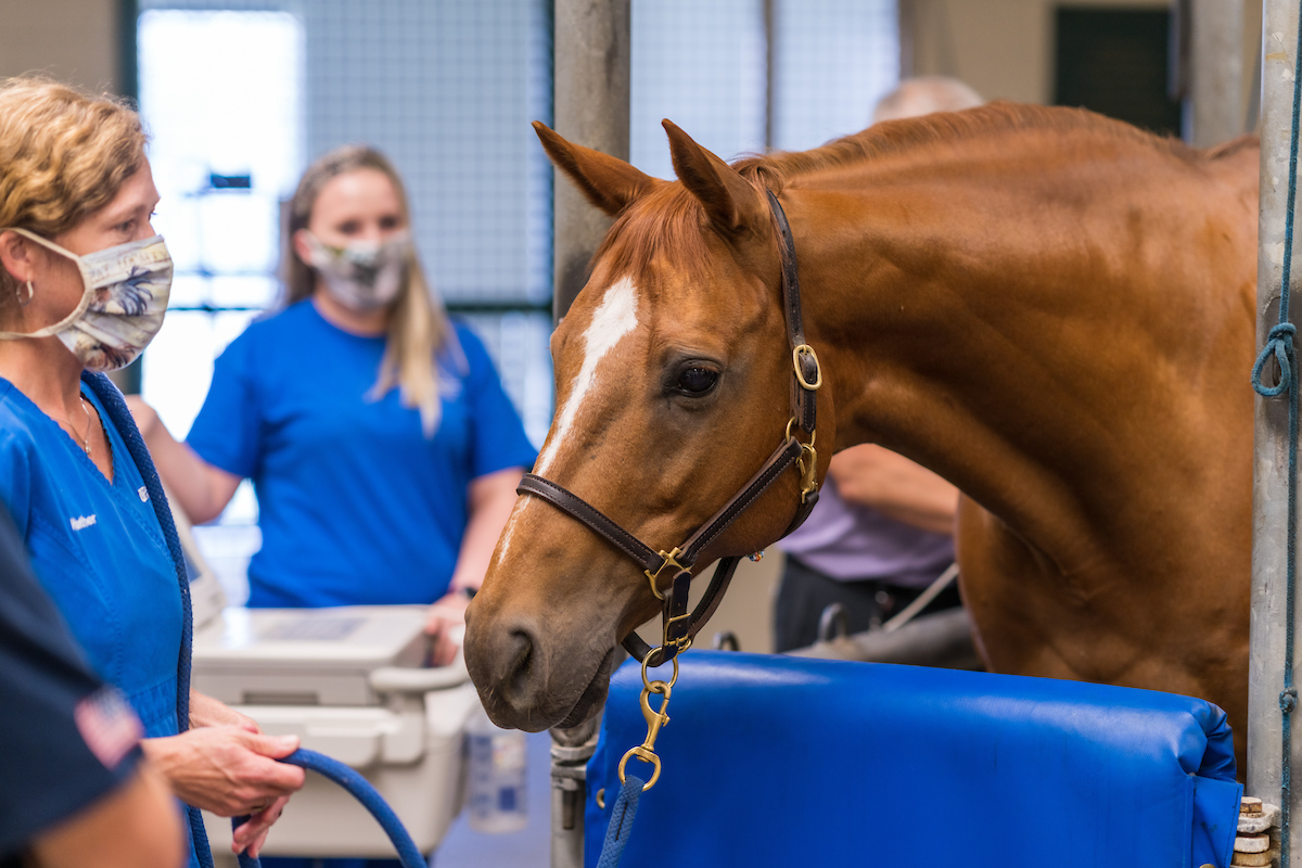 horse UF animal hospital