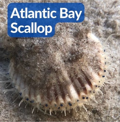 Atlantic Bay Scallop