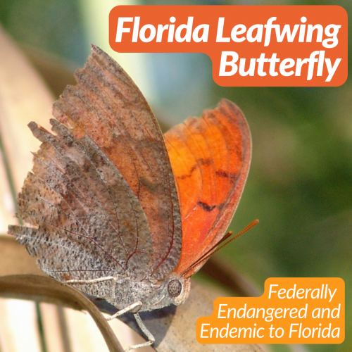 Florida Leafwing Butterfly