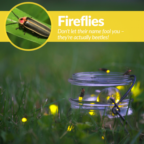 Know Your Florida: Fireflies