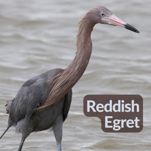 Reddish Egret