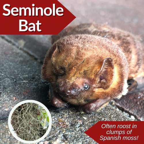 seminole bat
