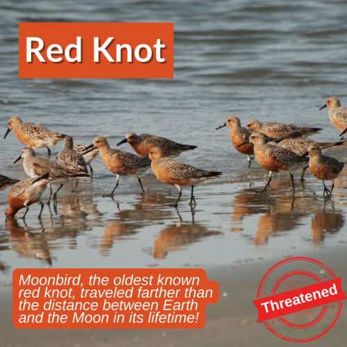 red knot bird