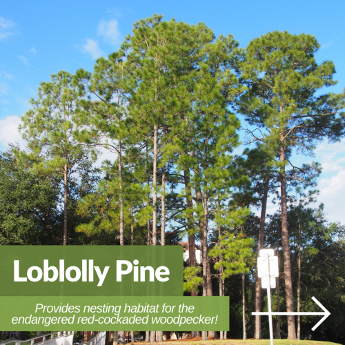 Loblolly Pine