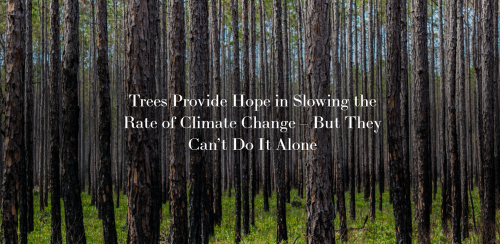Trees Provide Hope in Slowing the Rate of Climate Change – But They Can’t Do It Alone