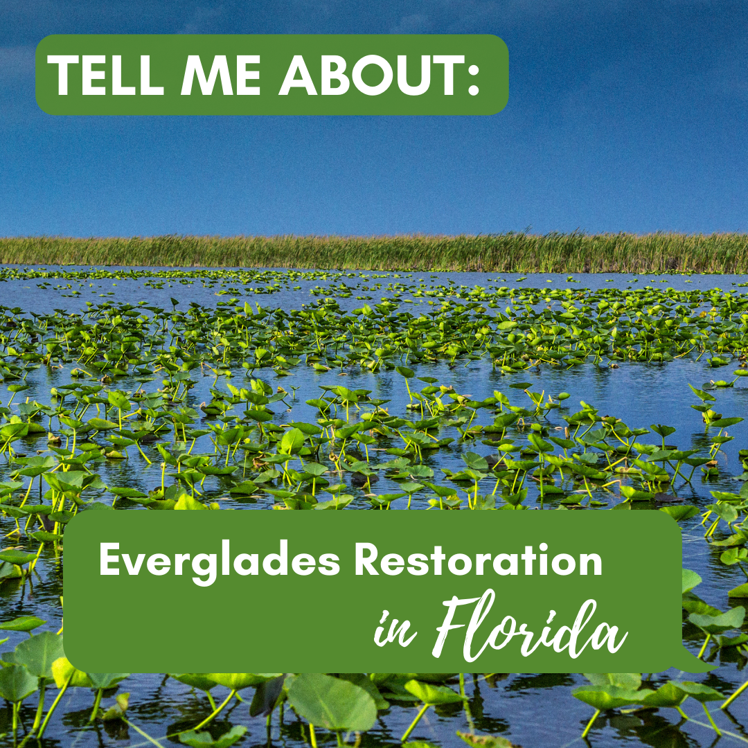 everglades restoration