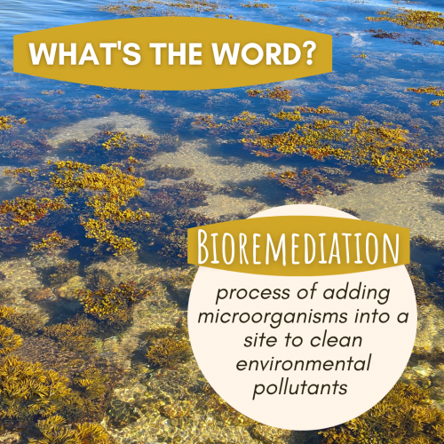 Bioremediation