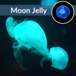 Moon Jellyfish