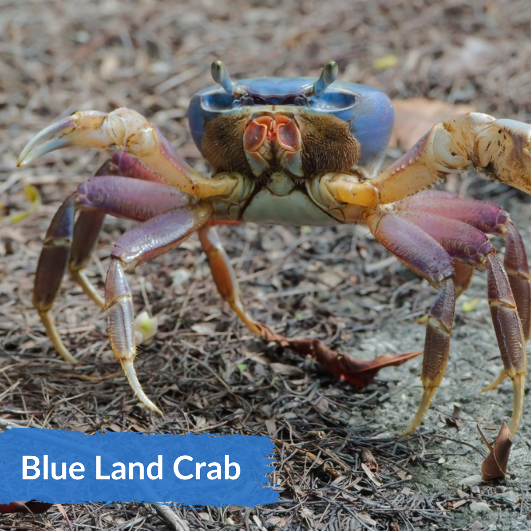 A frontal close up of a juvenile blue land crab with purple-tinted legs and a blue carapace.