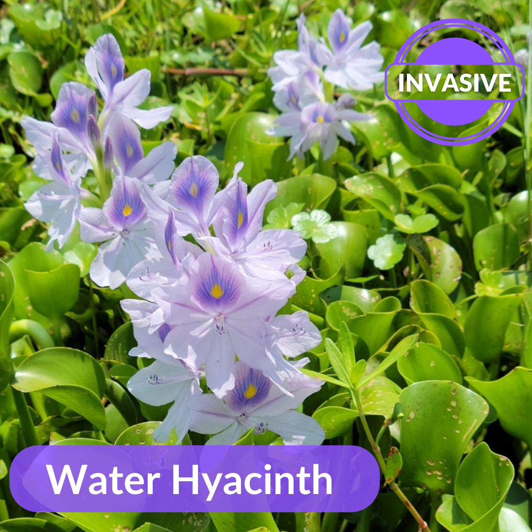A close up of several water hyacinths, which are pale purple, and their rounded leaves.