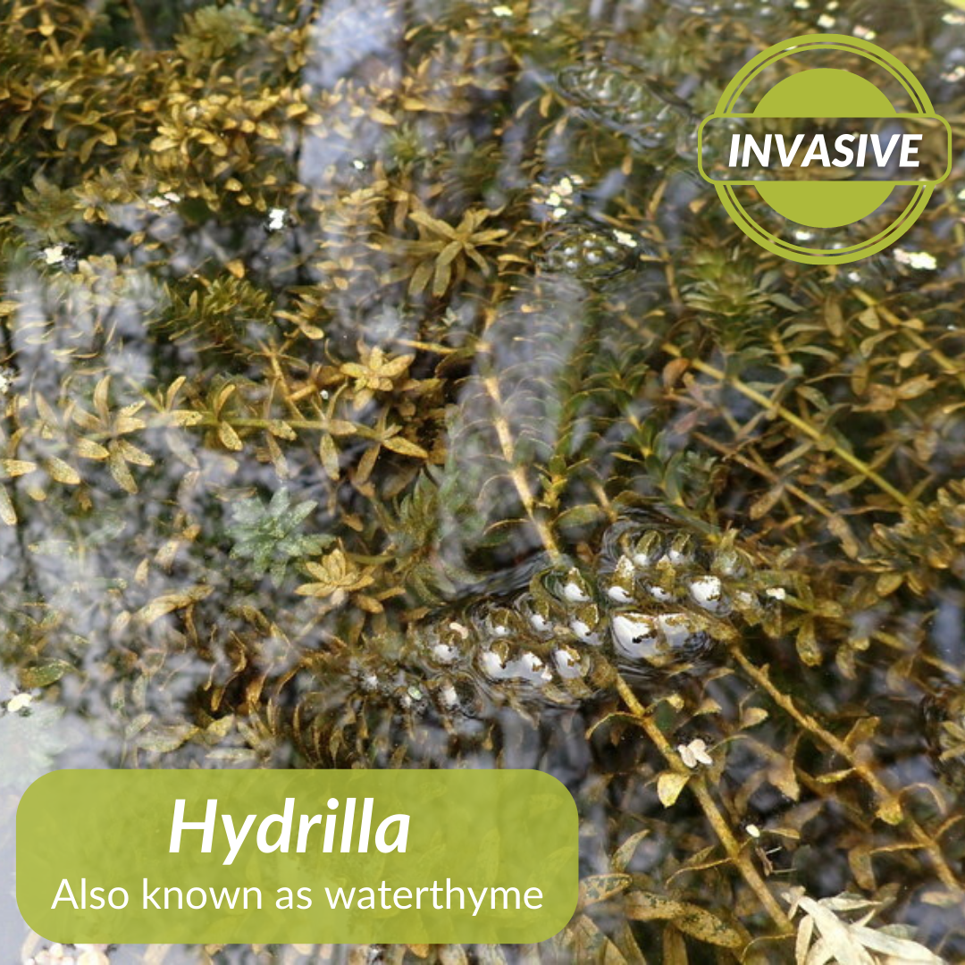 A close up of a cluster of hydrilla at the water's surface.