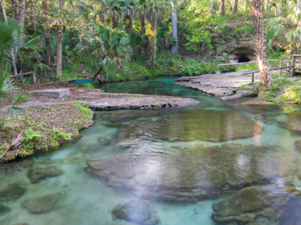 Florida spring with clear water, visible rock structures, and overhanging tree canopy.