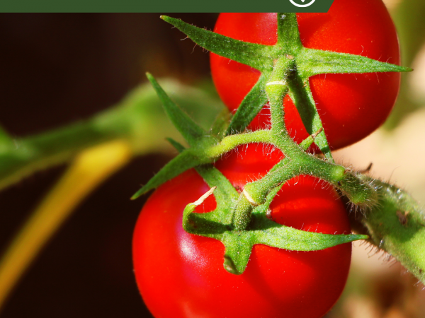 Action of the Week: Grow Tomatoes at Home, photo of tomatoes