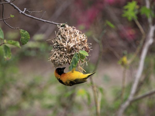 nesting weaver bird in kenya