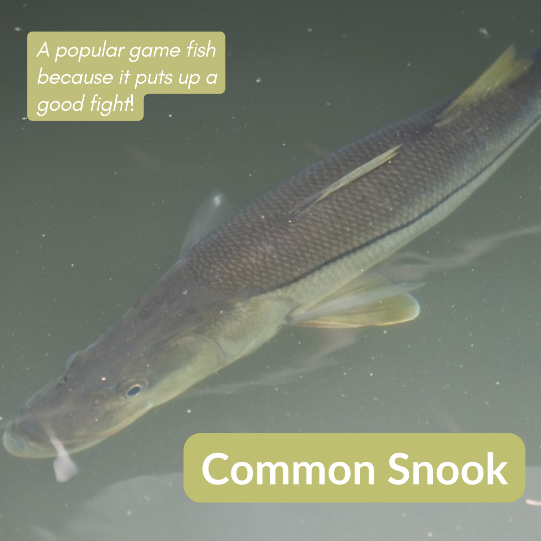 common snook