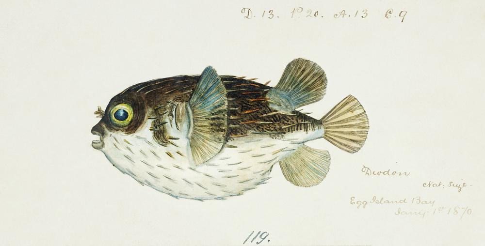 puffer fish scientific illustration