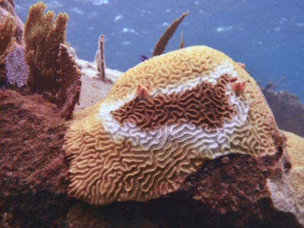 stony coral with tissue loss disease