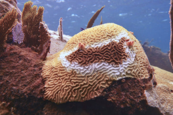 stony coral with tissue loss disease