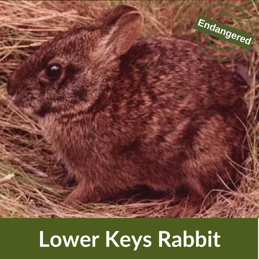 Lower Keys Rabbit