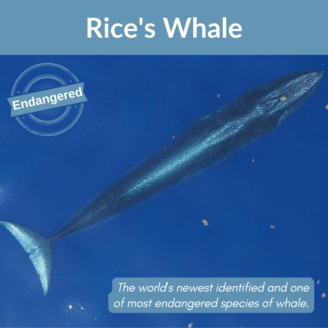 Rice's Whale